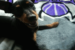 Honden GIF. Dieren Spelen Sneeuw Tijd Gifs Hond Vriend 