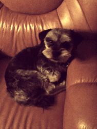 Honden GIF. Dieren Gifs Hond Klap Slapping 