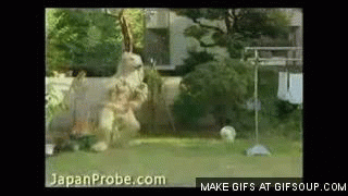 Dieren Puppy Lopen Gifs Hond 