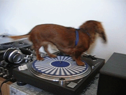 Dieren Gifs Hond trampoline 