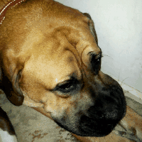 Honden GIF. Dieren Schattig Gifs Hond Opgewonden 