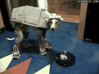 Dieren Grappig Gifs Hond Mopshond 