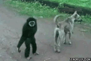 Honden GIF. Dieren Gifs Hond Gelukkig Hemel 