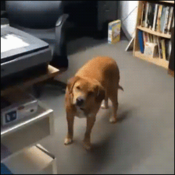 Honden GIF. Dieren Gifs Hond Wenkbrauwen 