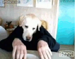 Honden GIF. Dieren Gifs Hond Laser Been Wijzer 