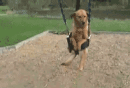 Honden GIF. Dieren Gifs Hond 