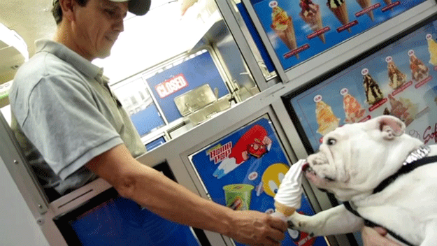Dieren Auto Gifs Hond dier 