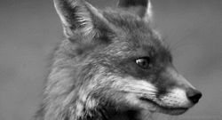 Honden GIF. Dieren Hersenen Gifs Hond Lus Gelukkig 