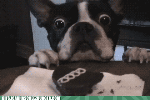 Dieren Grappig Schattig Gifs Hond lopend 