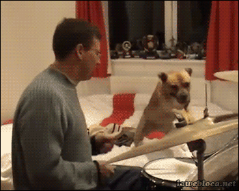 Dieren Gifs Hond slalom 