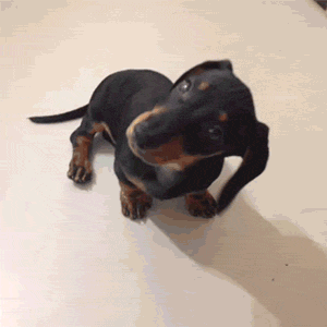 Dieren Verward Schattig Gifs Hond teckel 