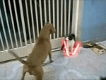 Honden GIF. Dieren Vis Gifs Hond Yikes Vangst Overstroming 