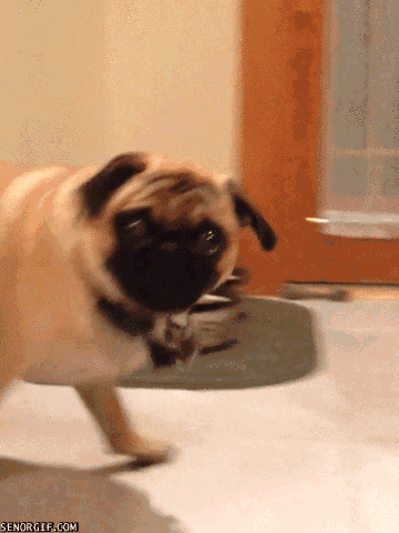 Dieren Puppy Gifs Hond 
