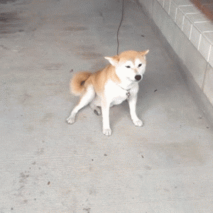 Honden GIF. Dieren Gifs Hond Vreemd 