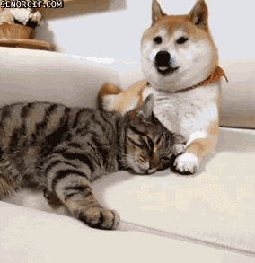 Honden GIF. Dieren Gifs Hond Likken 