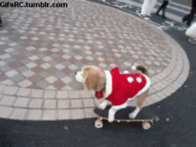 Honden GIF. Dieren Schattig Gifs Hond Opgewonden 