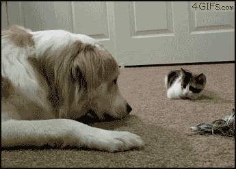 Dieren Gifs Hond trampoline 