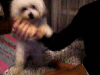 Honden GIF. Dieren Puppy Gifs Hond Schudden 
