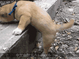 Honden GIF. Dieren Schattig Puppy Gifs Hond 