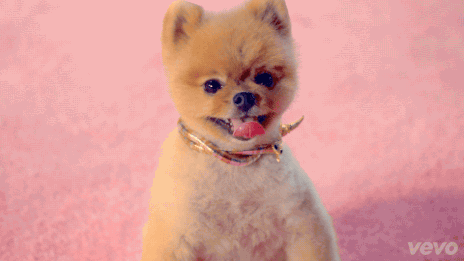 Dieren Gifs Hond mislukken frisbee 