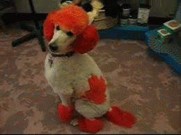 Honden GIF. Dieren Puppy Gifs Hond 