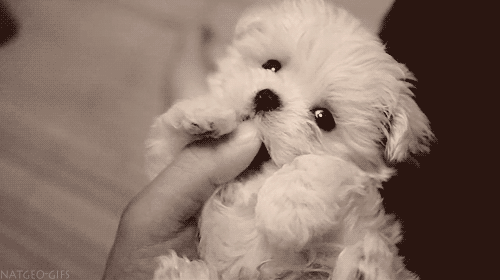 Dieren Gifs Hond likken 