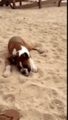 Honden GIF. Dieren Gifs Hond Jumping 