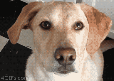Dieren Gifs Hond lus omfg 
