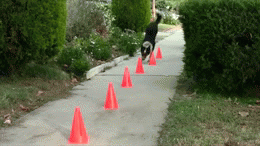 Honden GIF. Dieren Puppy Sneeuw Gifs Hond 