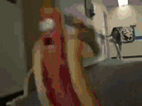 Dieren Tong Gifs Hond 