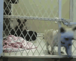 Honden GIF. Dieren Gifs Hond Doge Stoppen 