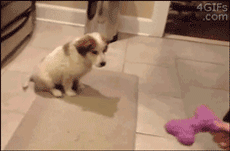 Honden GIF. Dieren Gifs Hond Slalom 