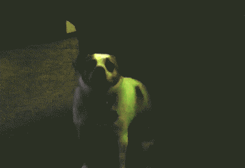 Dieren Kat Gifs Hond mislukken 