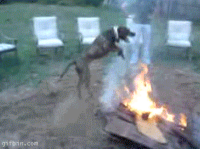 Honden GIF. Dieren Brand Gifs Hond Lus Jumping 