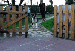 Honden GIF. Dieren Puppy Gifs Hond 