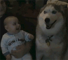 Dieren Gifs Hond oefening kraakpanden 