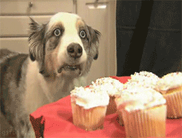 Honden GIF. Dieren Puppy Gifs Hond 