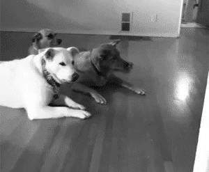 Dieren Telefoon Verward Puppy Gifs Hond 