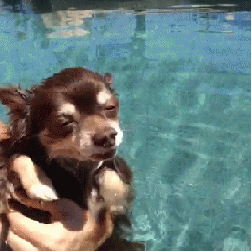 Dieren Gifs Hond Mopshond glimlach 