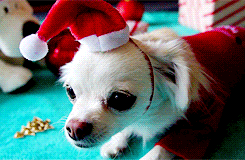 Honden GIF. Dieren Sneeuw Gifs Hond Staart Kwispelen 