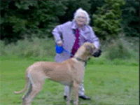 Honden GIF. Dieren Schommel Gifs Hond 