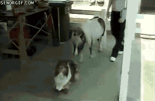 Dieren Puppy Gifs Hond schudden 