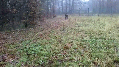 Dieren Koe Gifs Hond 