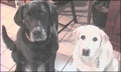 Dieren Spelen Sneeuw Tijd Gifs Hond vriend 