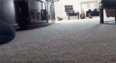 Dieren Muis Gifs Hond wtf speelbal 