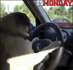 Honden GIF. Dieren Schattig Gifs Hond Opgewonden 
