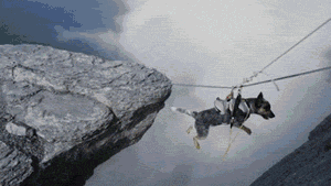 Honden GIF. Dieren Gifs Hond 