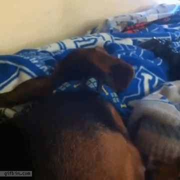 Dieren Gifs Hond zeeschildpad 