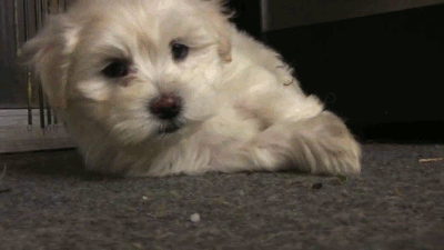 Dieren hersenen Gifs Hond lus gelukkig 