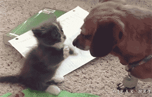 Dieren Gifs Hond likken 